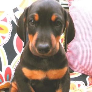 Meet your Posher, Nichole